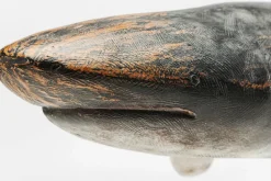 Dekor Shark - Skulptur av Haj, på Fot - KARE Design