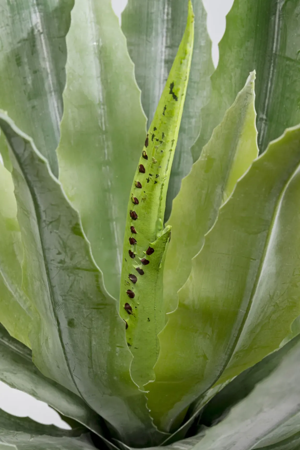 Konstväxt Agave - 40cm - KARE Design