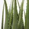 Konstväxt Aloe, 69cm - KARE Design