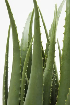 Konstväxt Aloe, 69cm - KARE Design