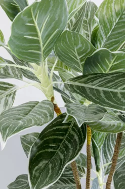 Konstväxt Calathea - Kalatea, 140cm - KARE Design
