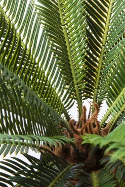 Konstväxt Cycas Träd, 78cm - KARE Design