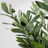 Konstväxt Olive Tree - Olivträd, 150cm - KARE Design