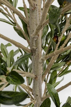 Konstväxt Olive Tree - Olivträd, 120cm - KARE Design