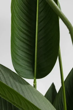 Konstväxt Paradise Flowers - Paradisets Fågelblomma, 190cm - KARE Design