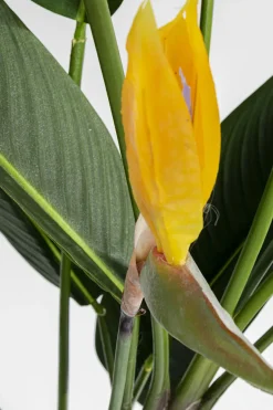 Konstväxt Paradise Flowers - Paradisets Fågelblomma, 190cm - KARE Design
