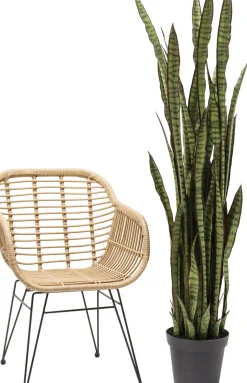 Konstväxt Sansewieria - Svärmorstunga, 155cm - KARE Design