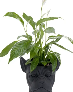 Kruka Bulldog Mattsvart - Dekor Hund, 38cm - KARE Design