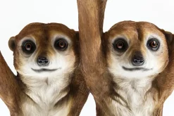 Sidobord Animal Meerkat Sisters - Syrikat, Ø33cm - KARE Design