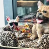 Skulptur Comic Dog Glasses - KARE Design